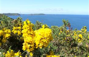 Fleurs en bretagne