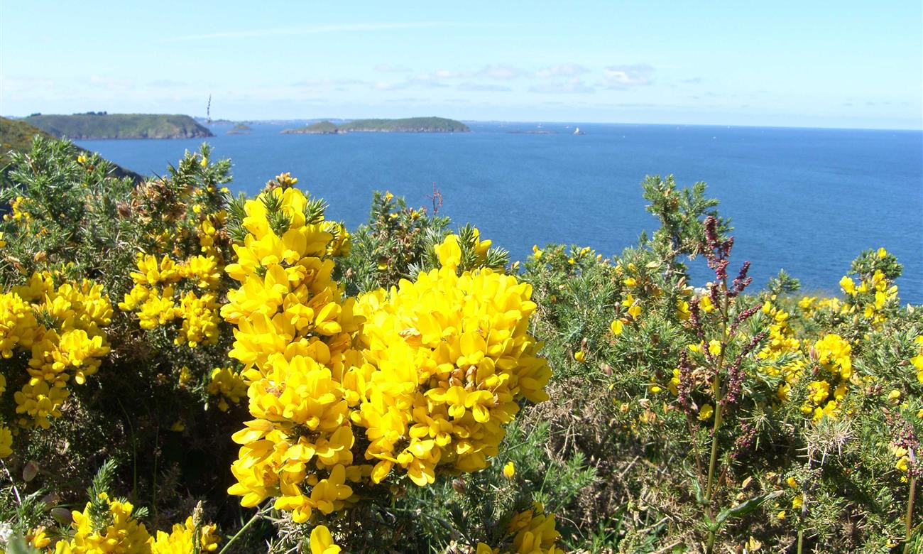 Fleurs en bretagne