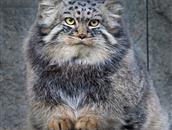 Manul