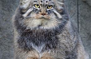 Manul