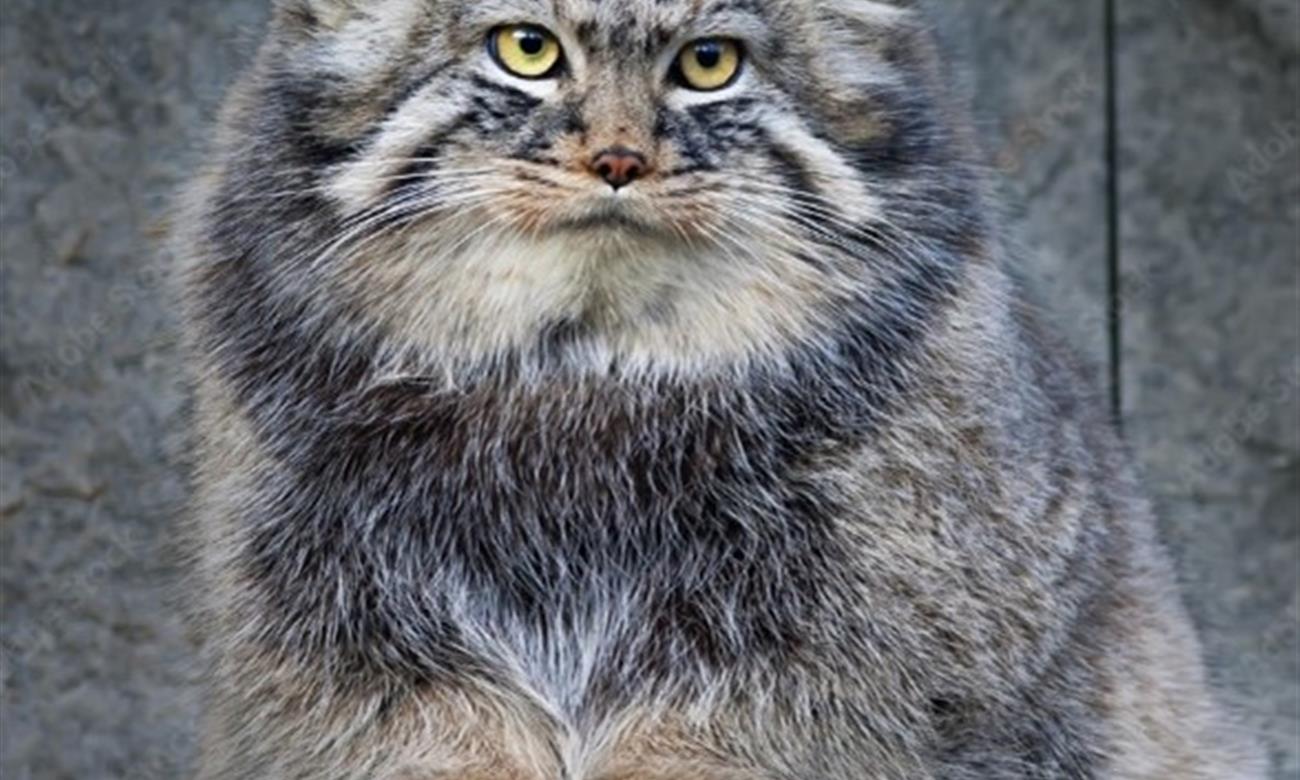 Manul