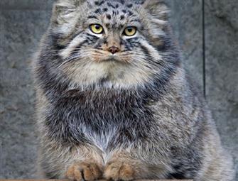 Manul
