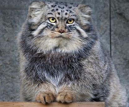 Manul