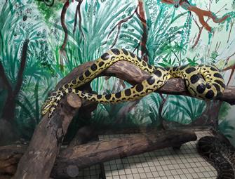 anaconda jaune