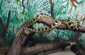 anaconda jaune